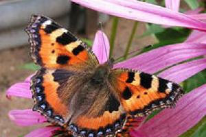 Разведение бабочек в домашних условиях: что нужно знать, особенности разведения, советы начинающим Ферма живых бабочек отзывы о бизнесе
